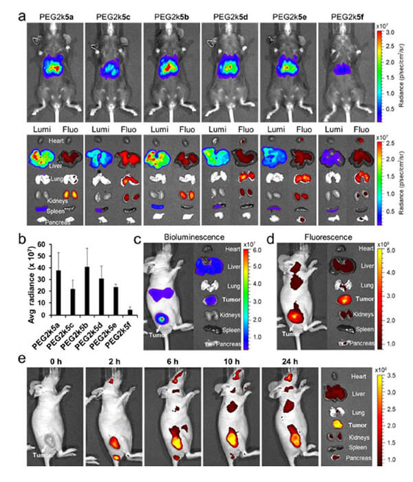 递送和NIR影像，，，，，Luc mRNA; Ⅳ and intra-tumoral.jpg