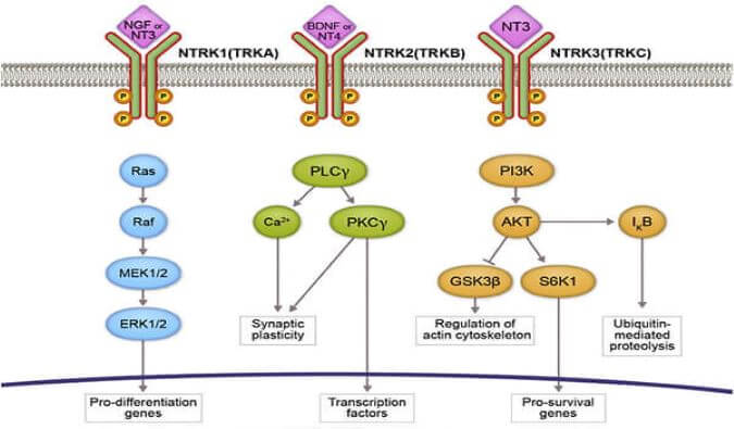 新利luck18助力睿跃生物1类新药 TRK降解剂CG001419获批临床.jpg